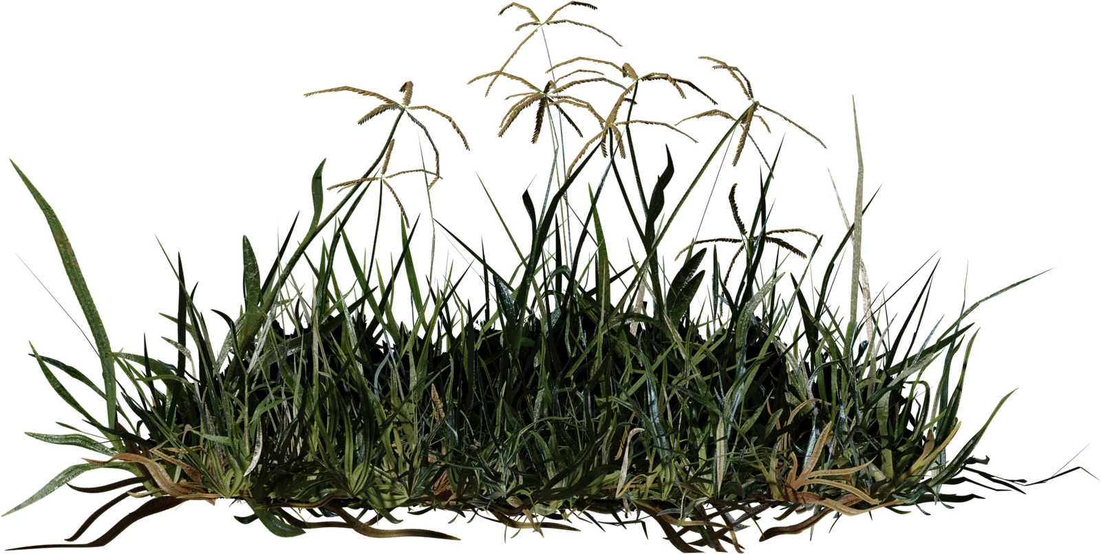 Bermuda Grass Patch 4K, 3D model preview 3