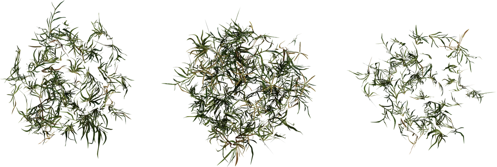 Bermuda Grass Patch 4K, 3D model preview 4