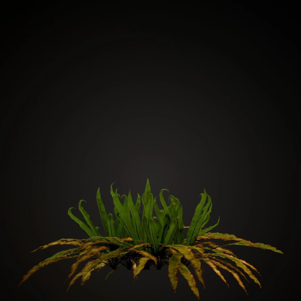 Hart's Tongue Fern