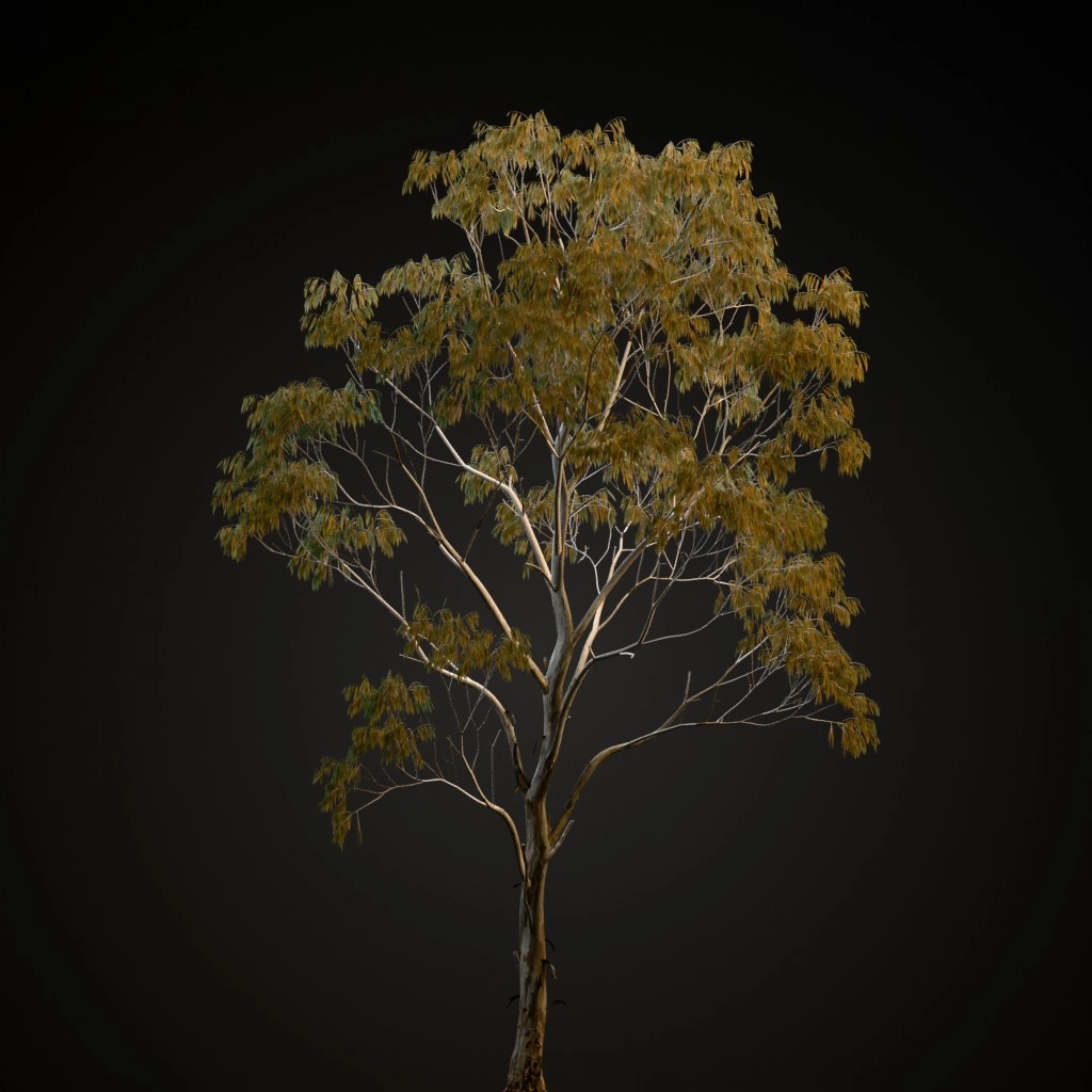River Red Gum