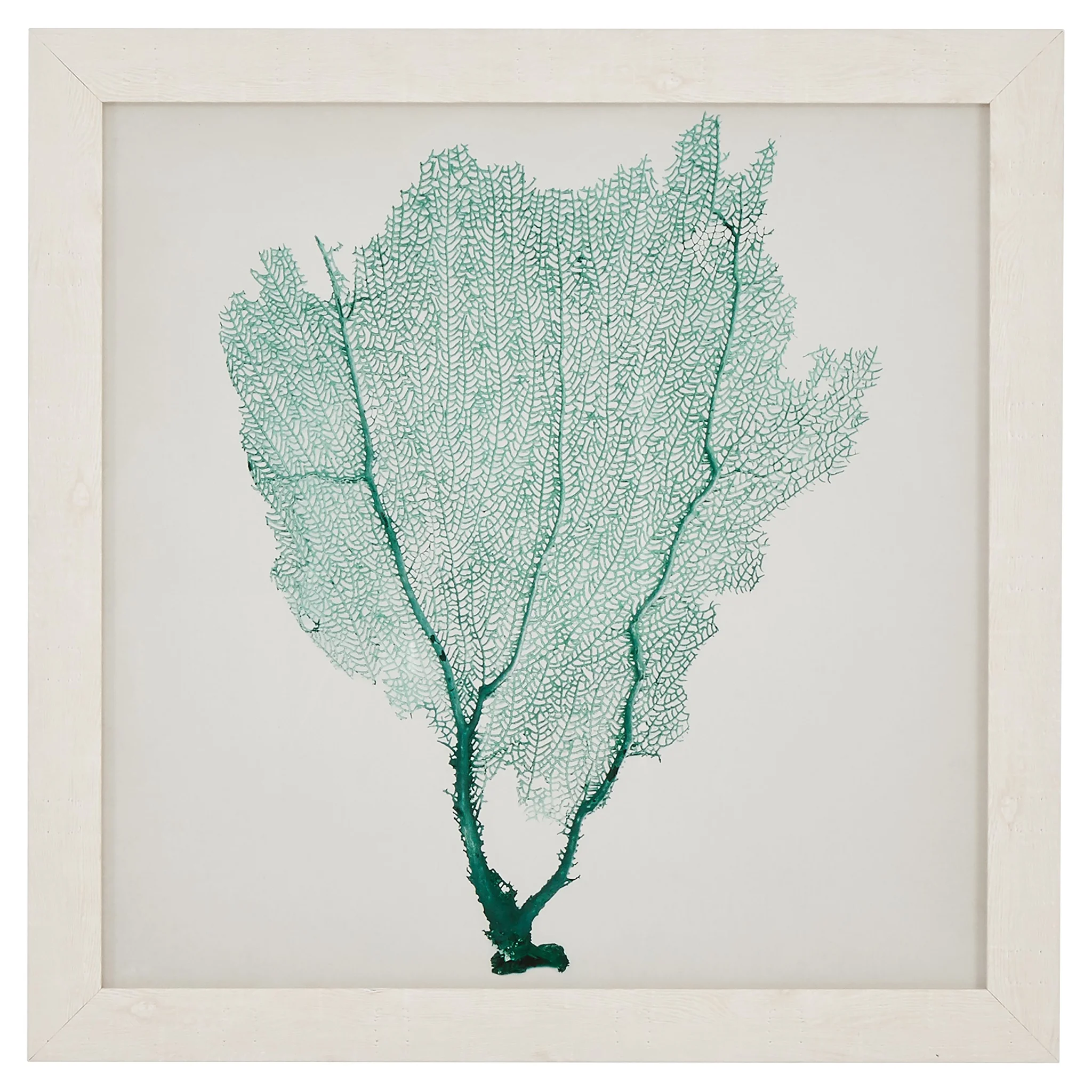 Teal Sea Fan Coral Framed Wall Art Print