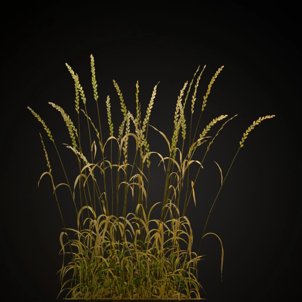 Perennial Ryegrass