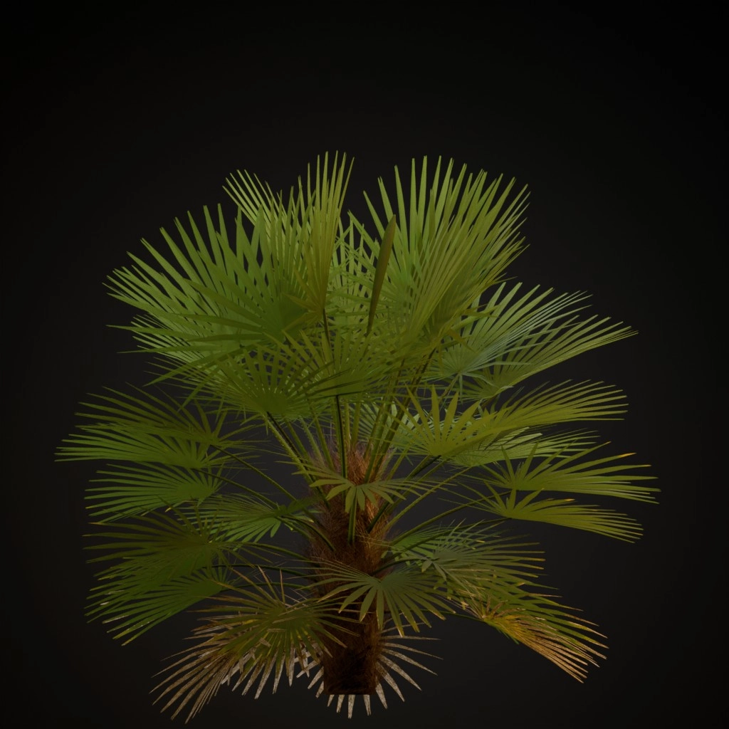 European Fan Palm