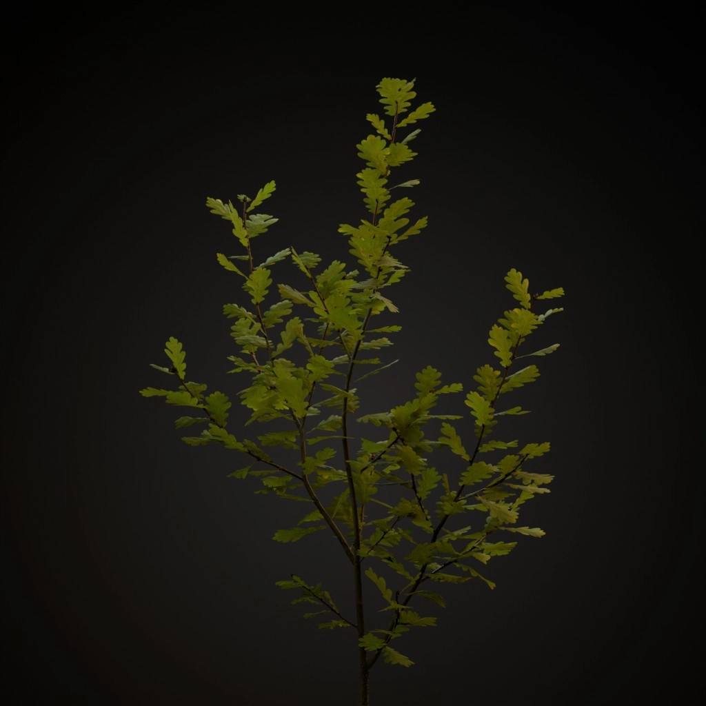 English Oak V3