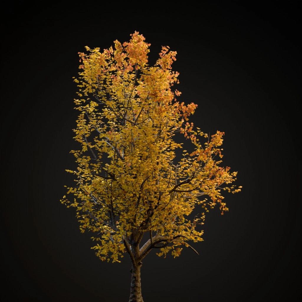 Mountain Maple