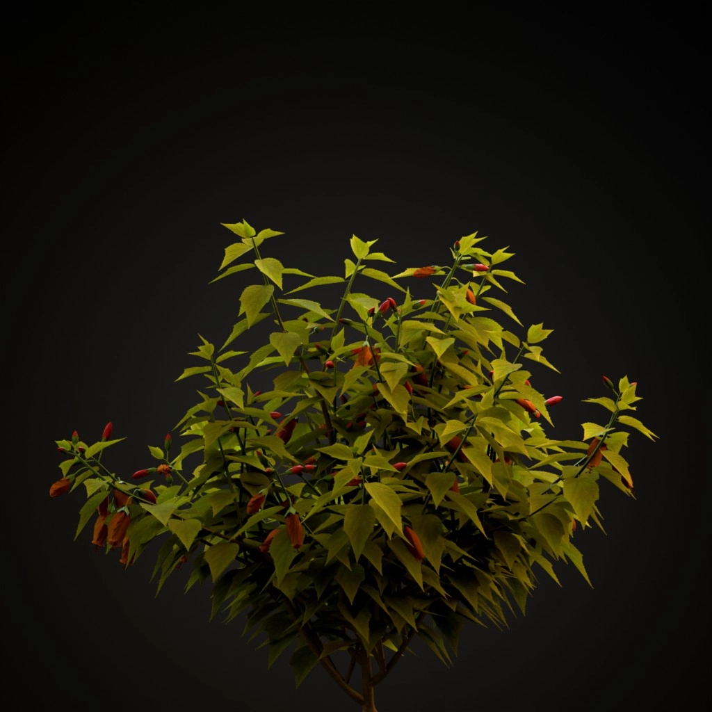 Sleeping Hibiscus