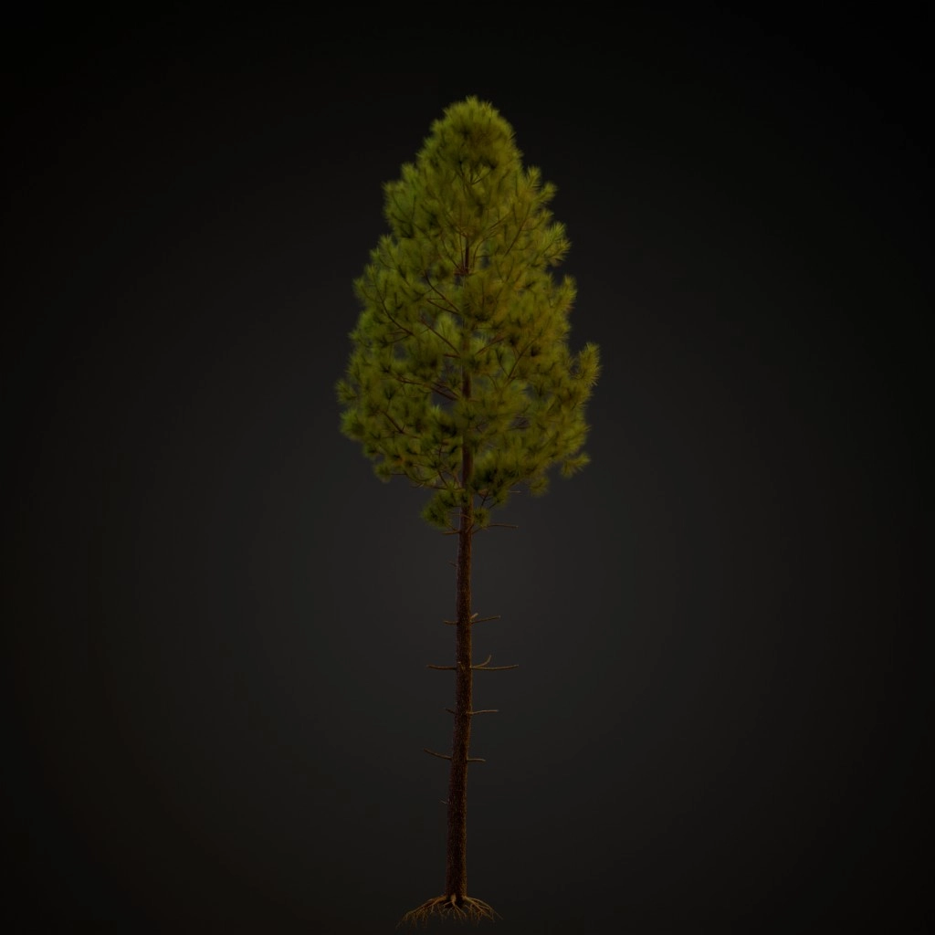 Maritime Pine