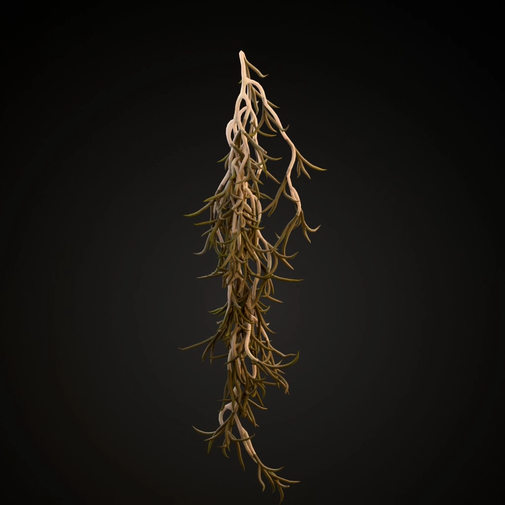 Spanish Moss