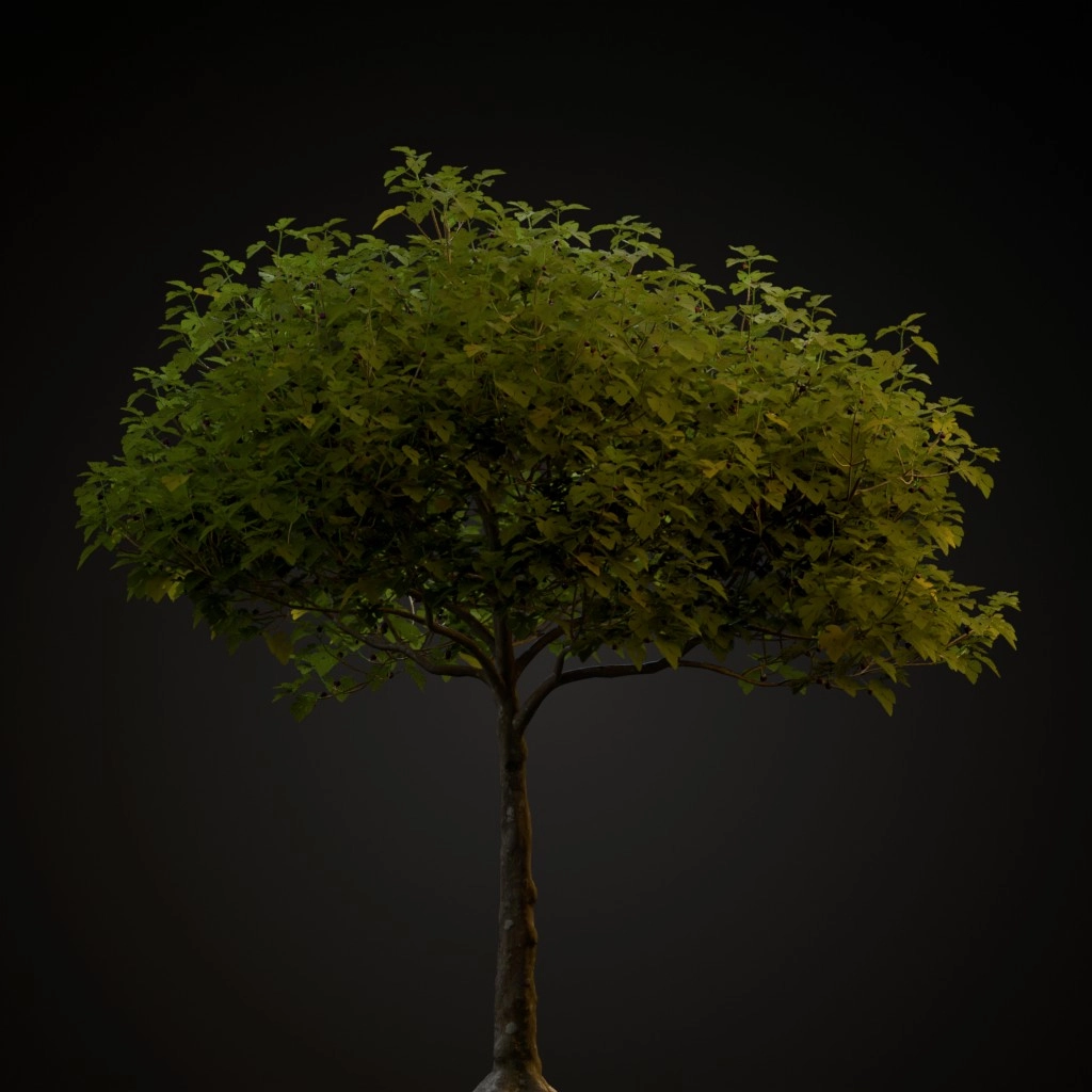 Common Fig