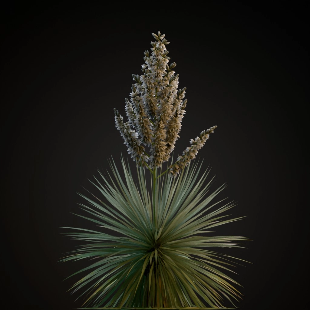 Beaked Yucca