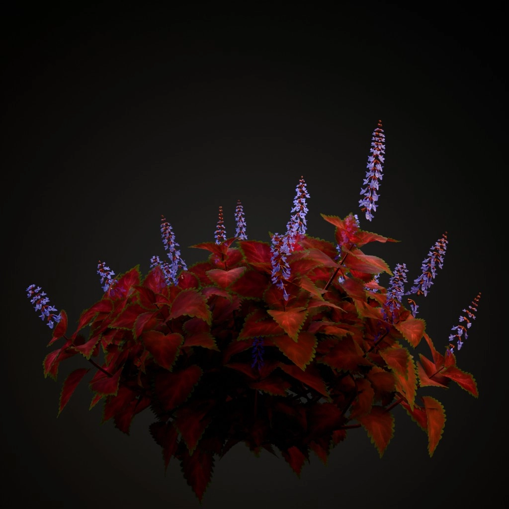 Wizard Velvet Red Coleus