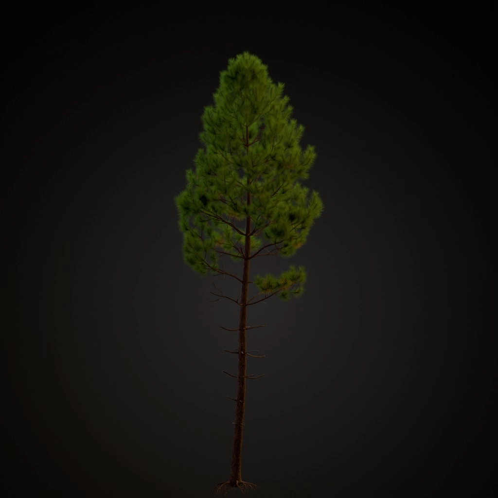 Maritime Pine