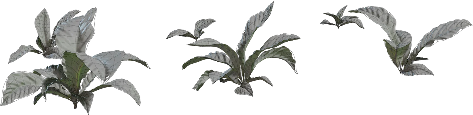 Anthurium Tropical Plant - Botanical Foliage 4K, 3D model preview 1