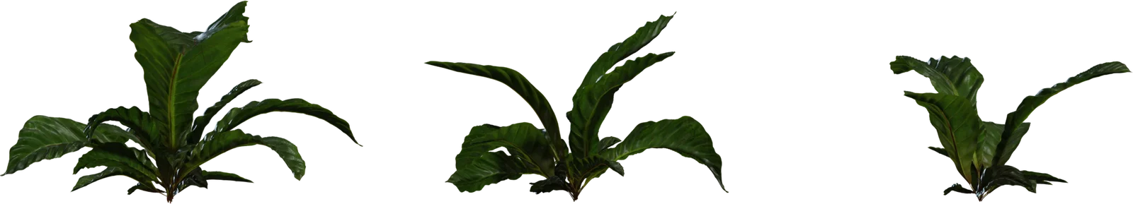 Anthurium Tropical Plant - Botanical Foliage 4K, 3D model preview 2