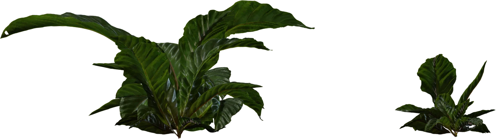 Anthurium Tropical Plant - Botanical Foliage 4K, 3D model preview 3