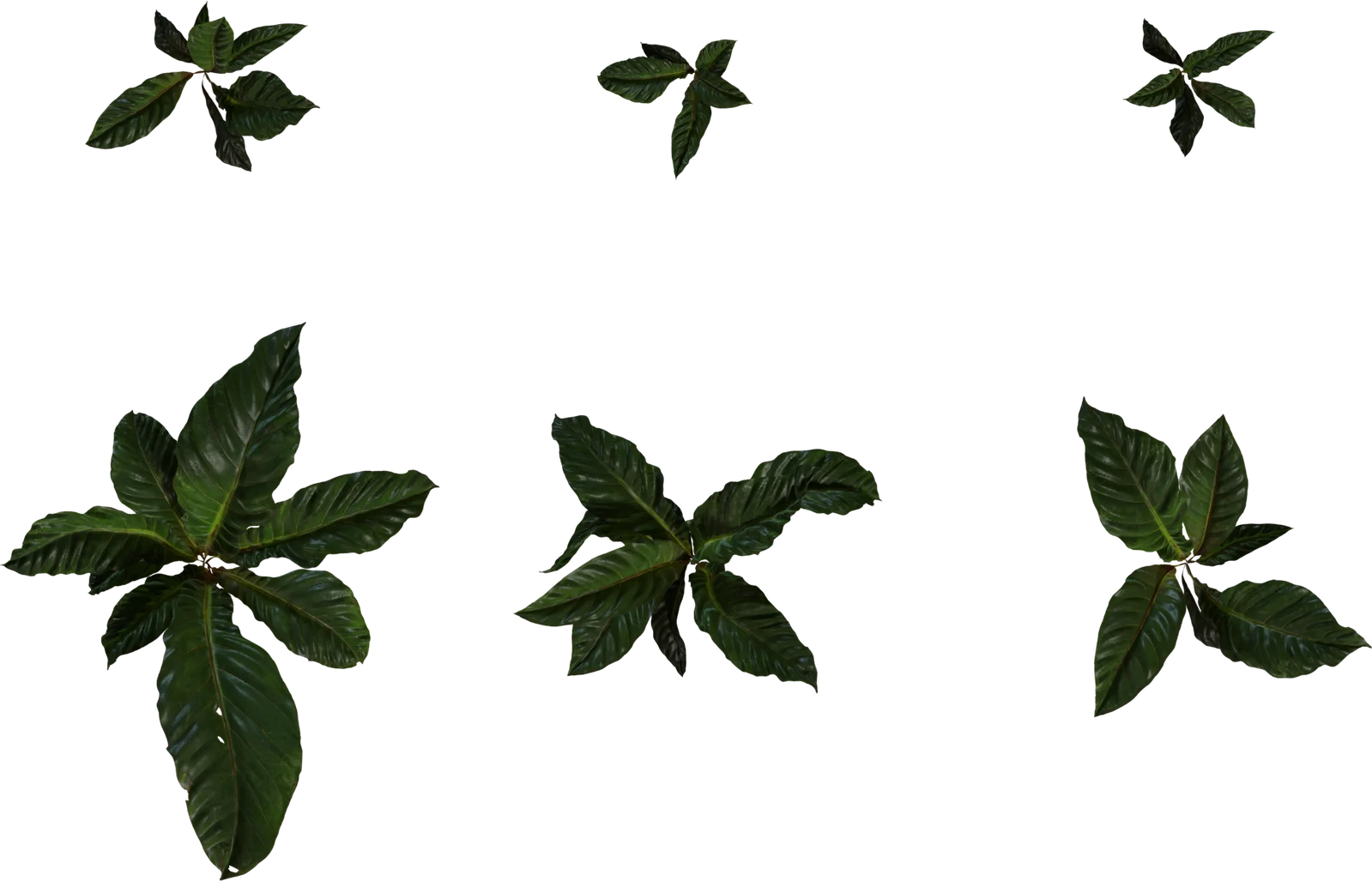 Anthurium Tropical Plant - Botanical Foliage 4K, 3D model preview 4