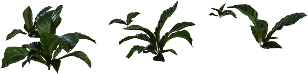 Anthurium Tropical Plant - Botanical Foliage 4K, 3D model preview 5