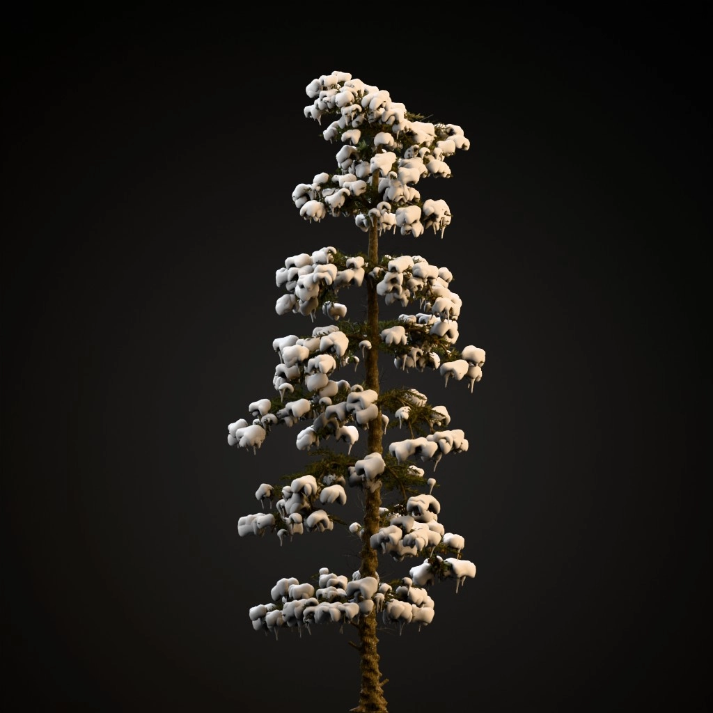 White Fir