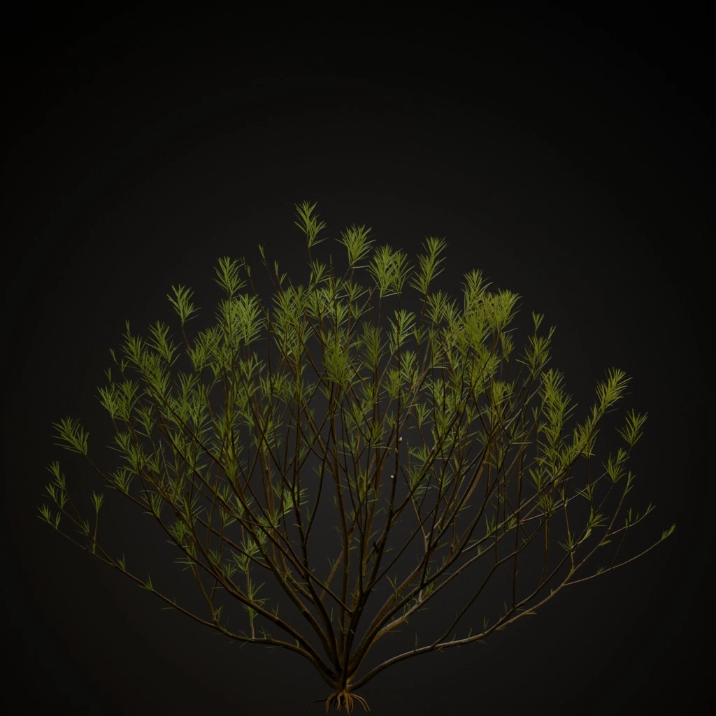 Rosemary Willow