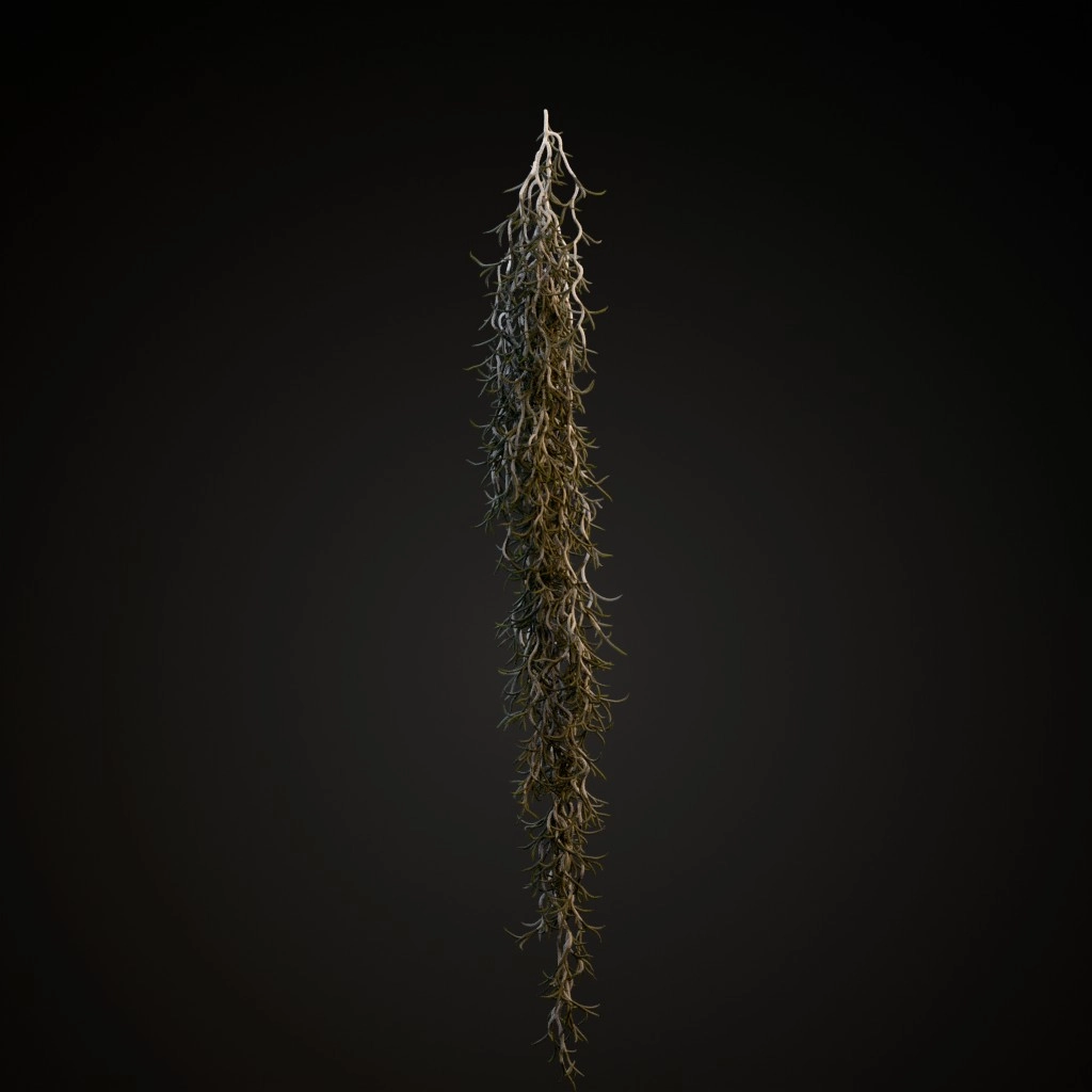 Spanish Moss