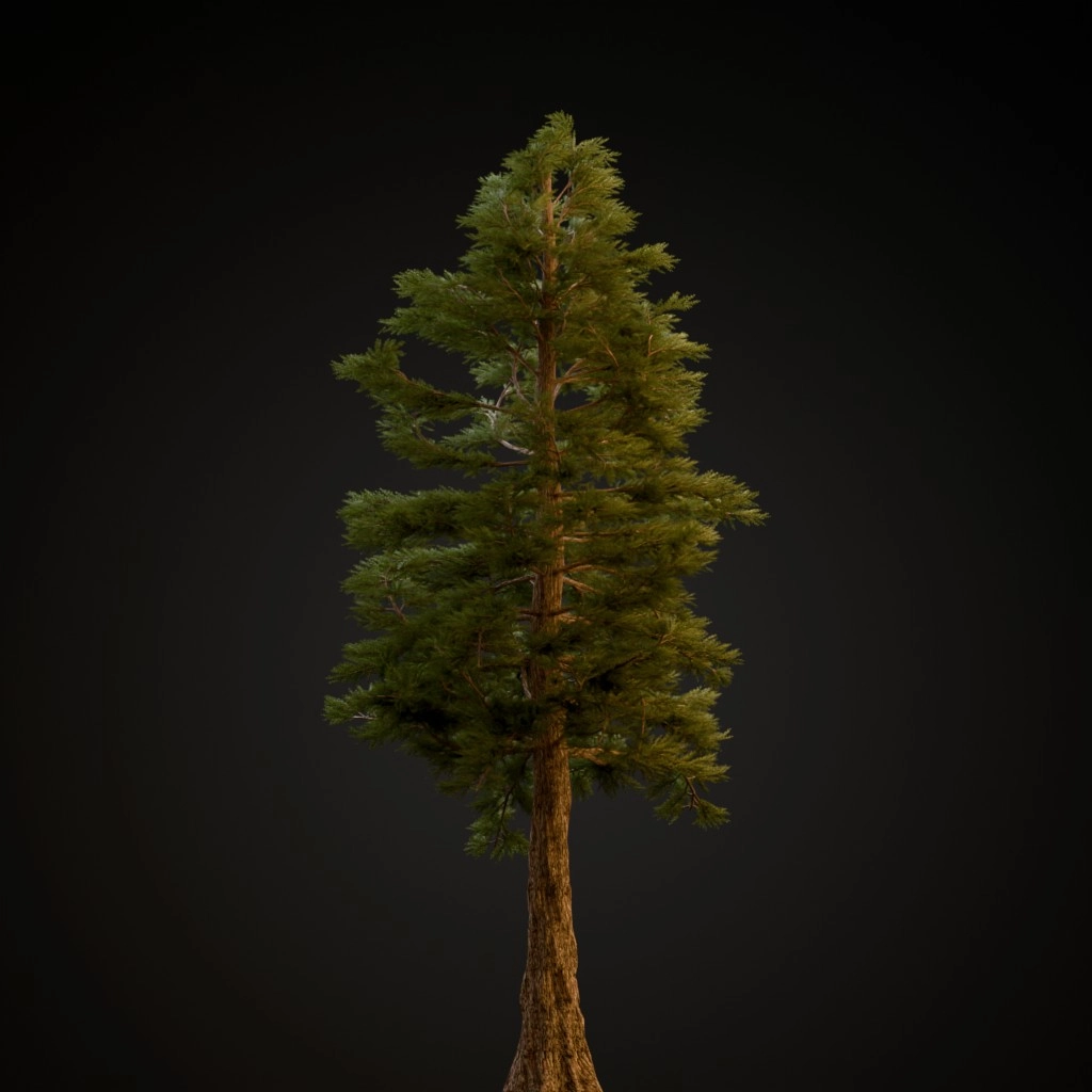 Western Red Cedar