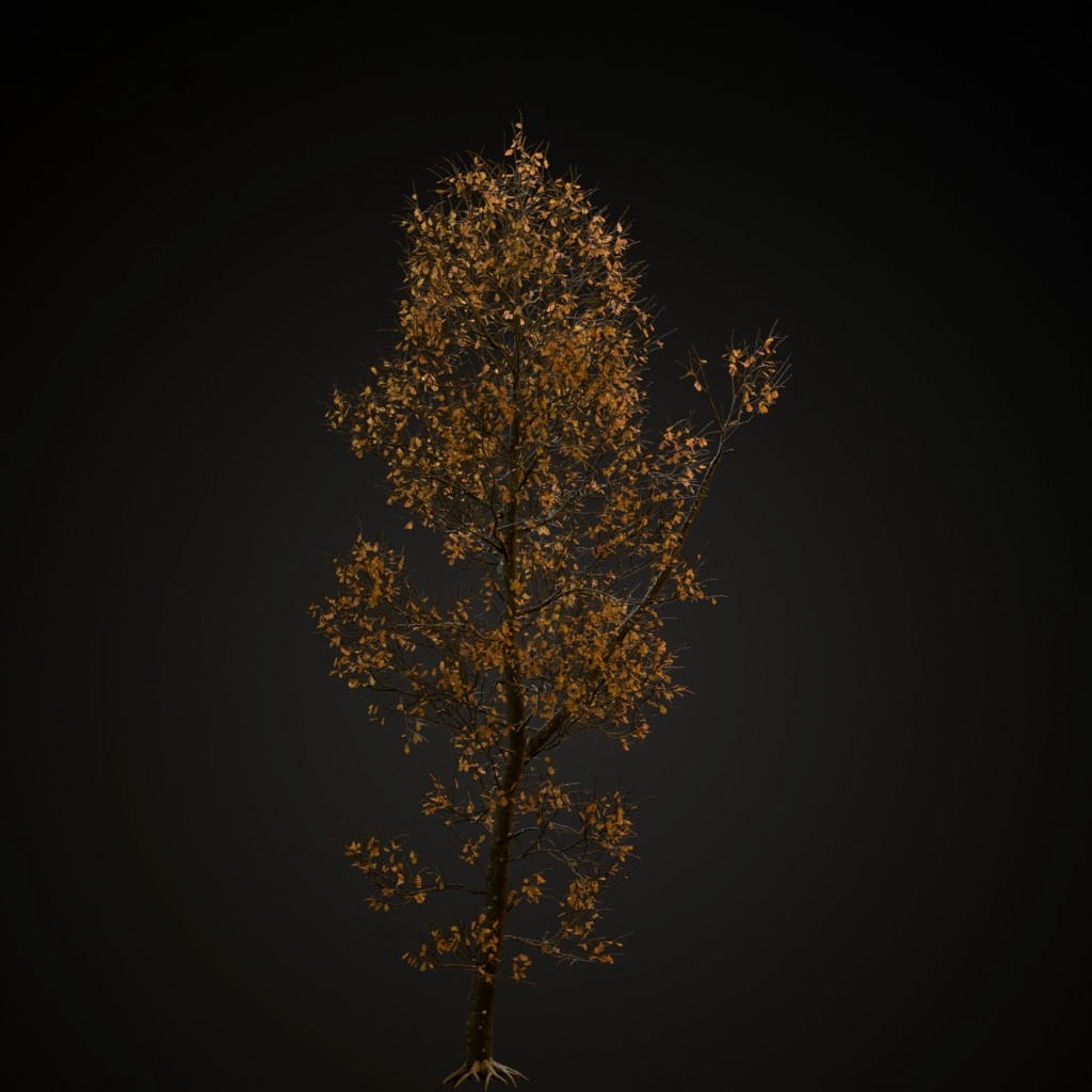 English Oak