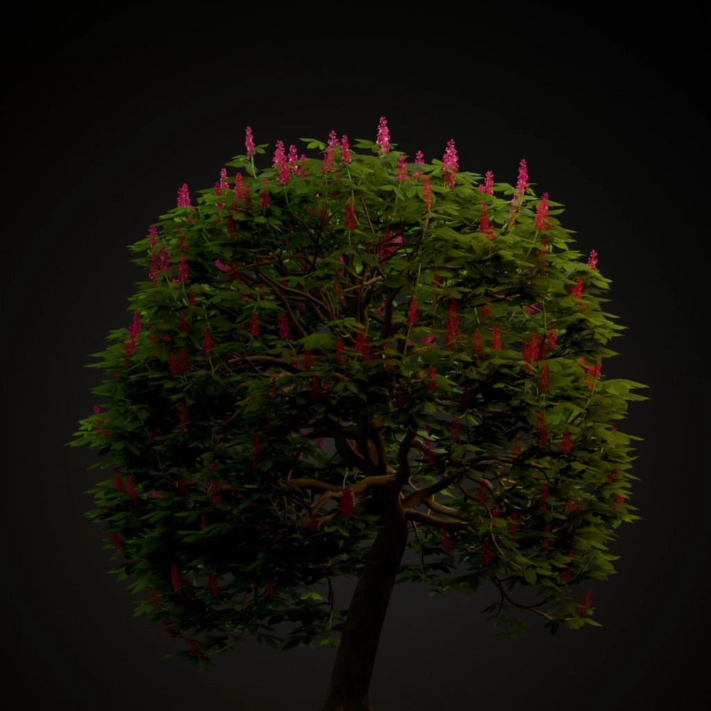 Red Horse Chestnut