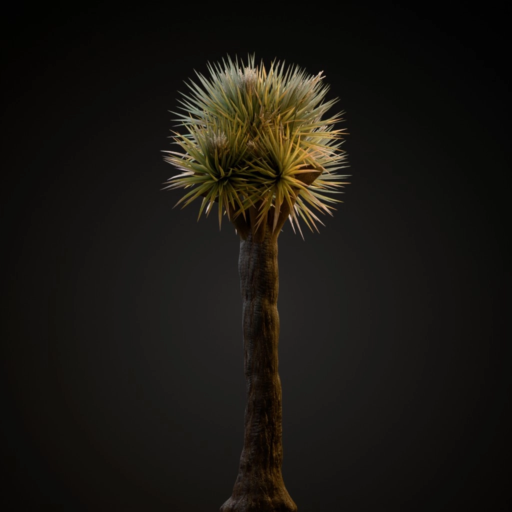 Dragon Tree