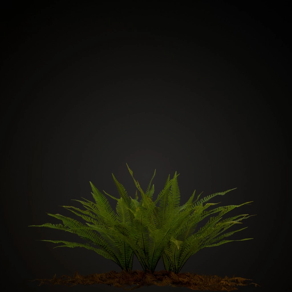 Hard Fern