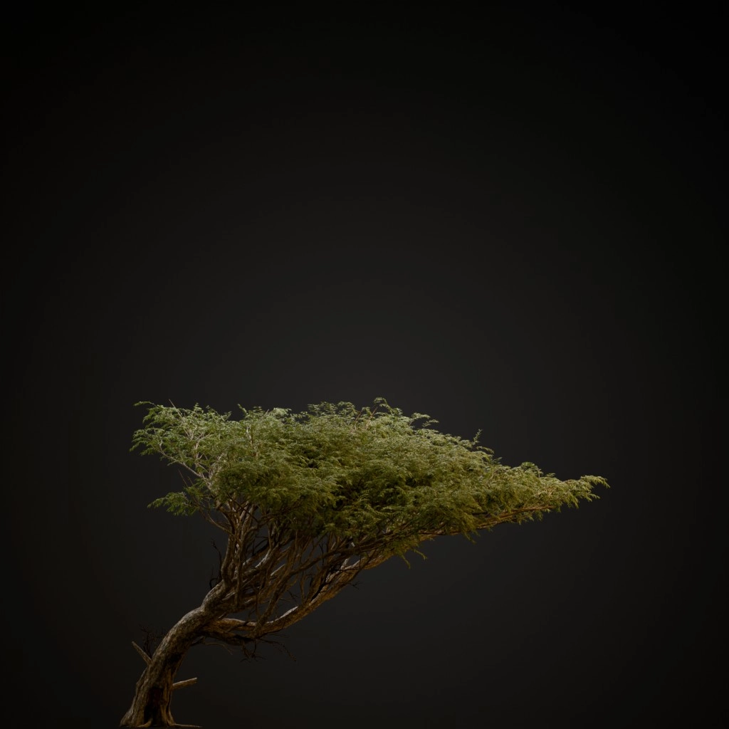 Acacia
