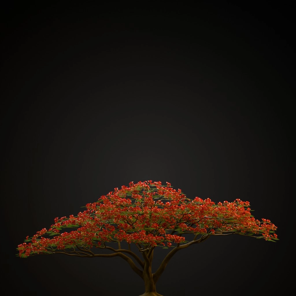 Royal Poinciana