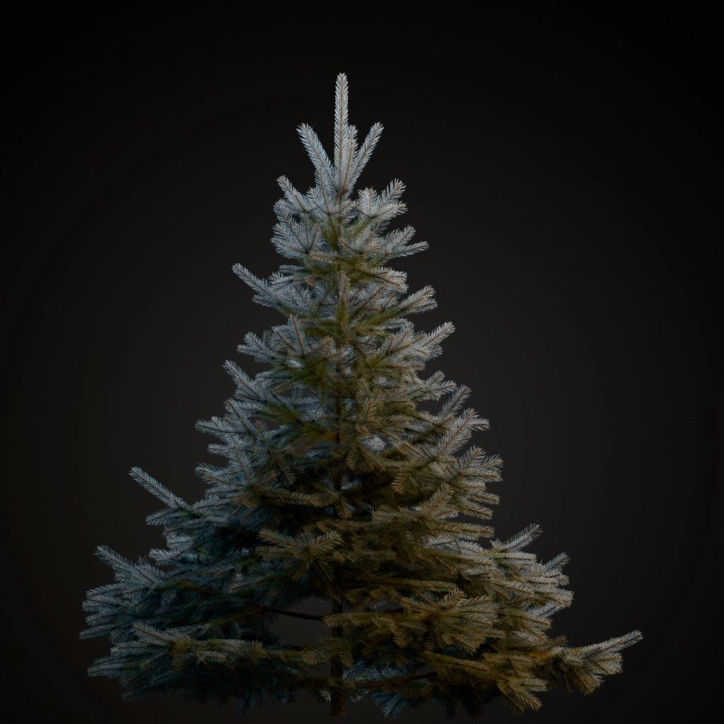 Blue Spruce V2