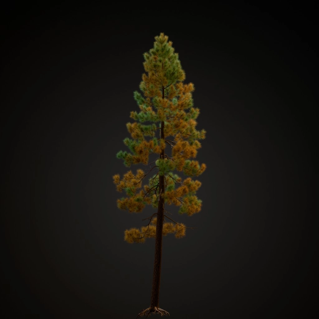 Jeffrey Pine