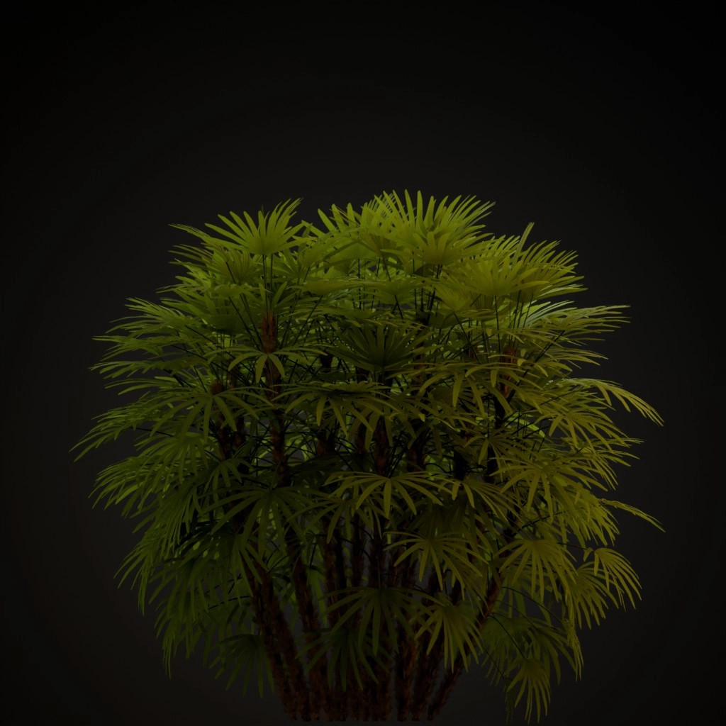 Lady Palm
