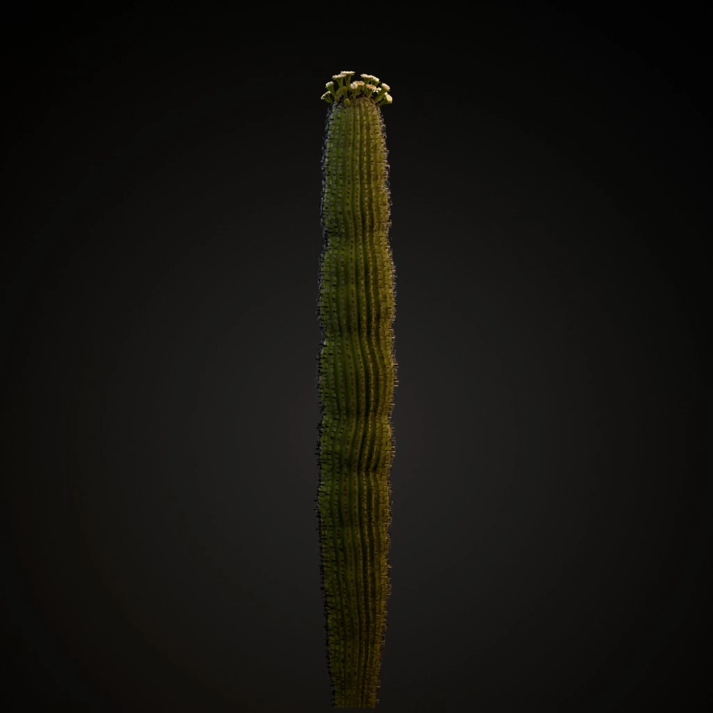 Saguaro Cactus V2