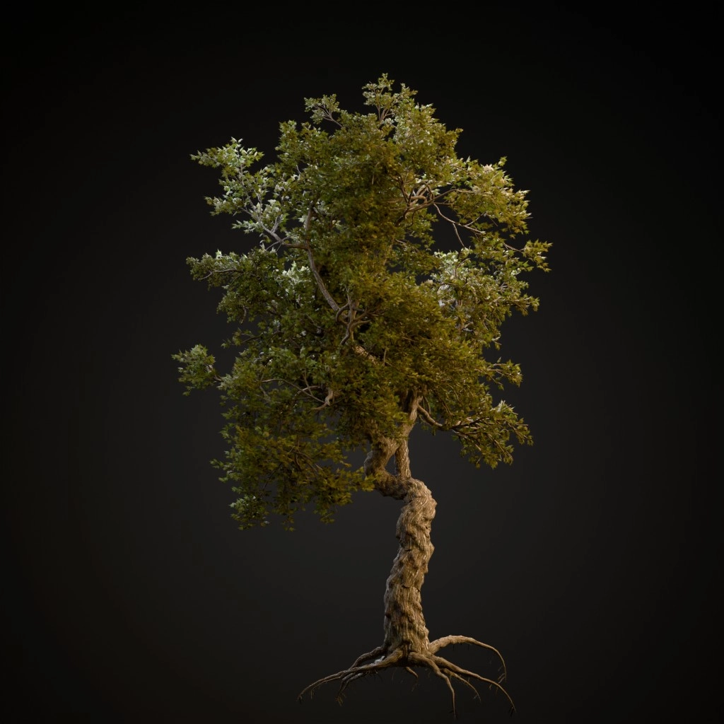 Japanese Maple