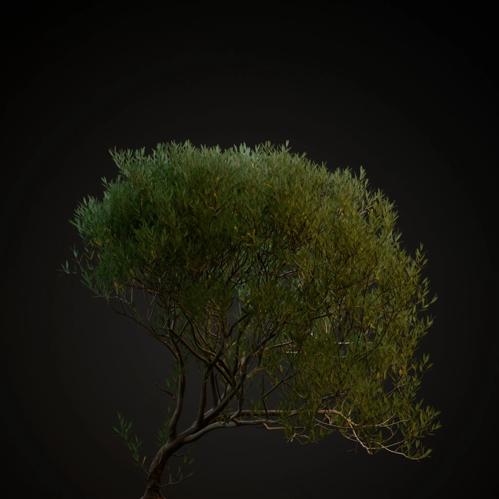 Olive Tree