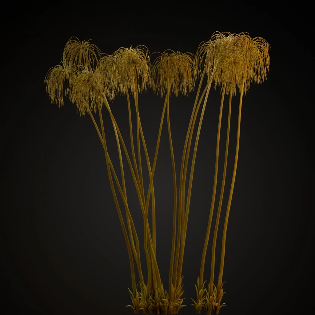 Papyrus