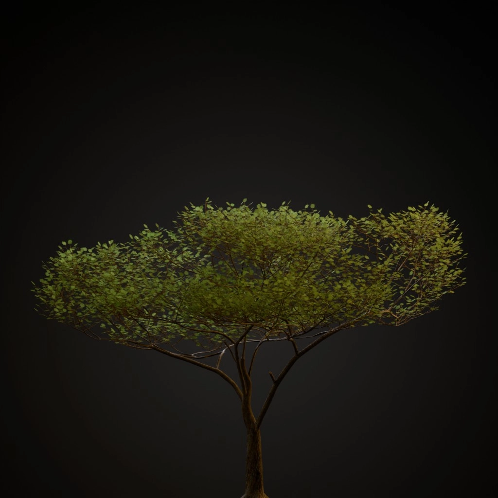 Umbrella Thorn Acacia