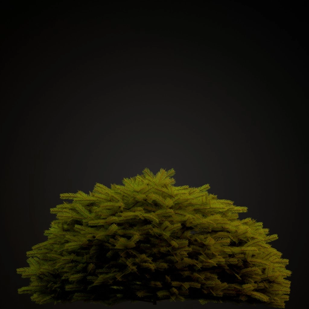 Maxwell's Norway Spruce