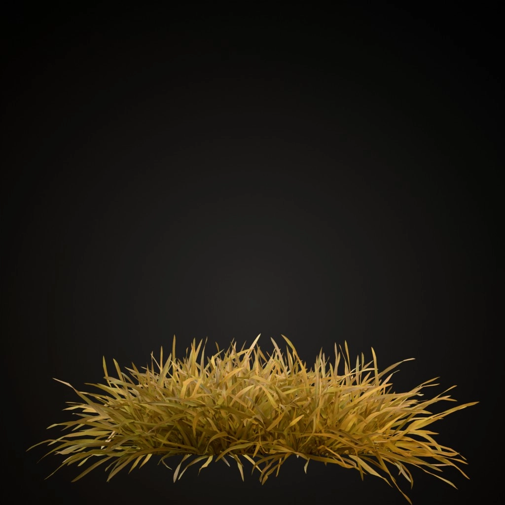 Grass Lawn