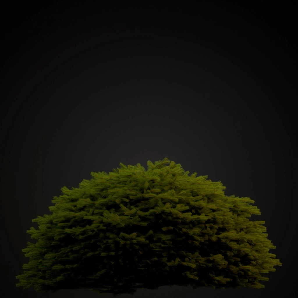 Maxwell's Norway Spruce