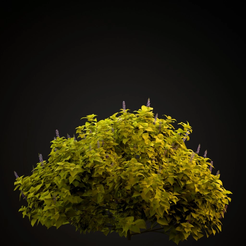 Fairway Yellow Coleus