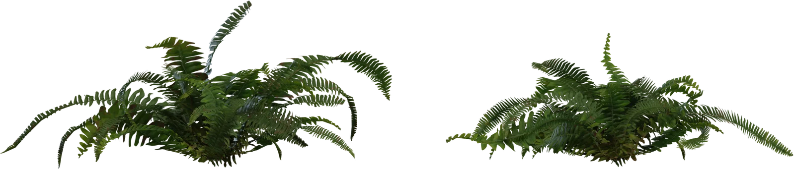 Realistic Fern Plant Pack 4K, 3D model preview 2