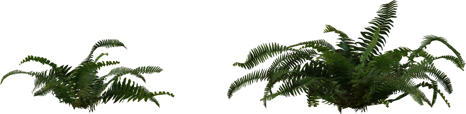 Realistic Fern Plant Pack 4K, 3D model preview 3