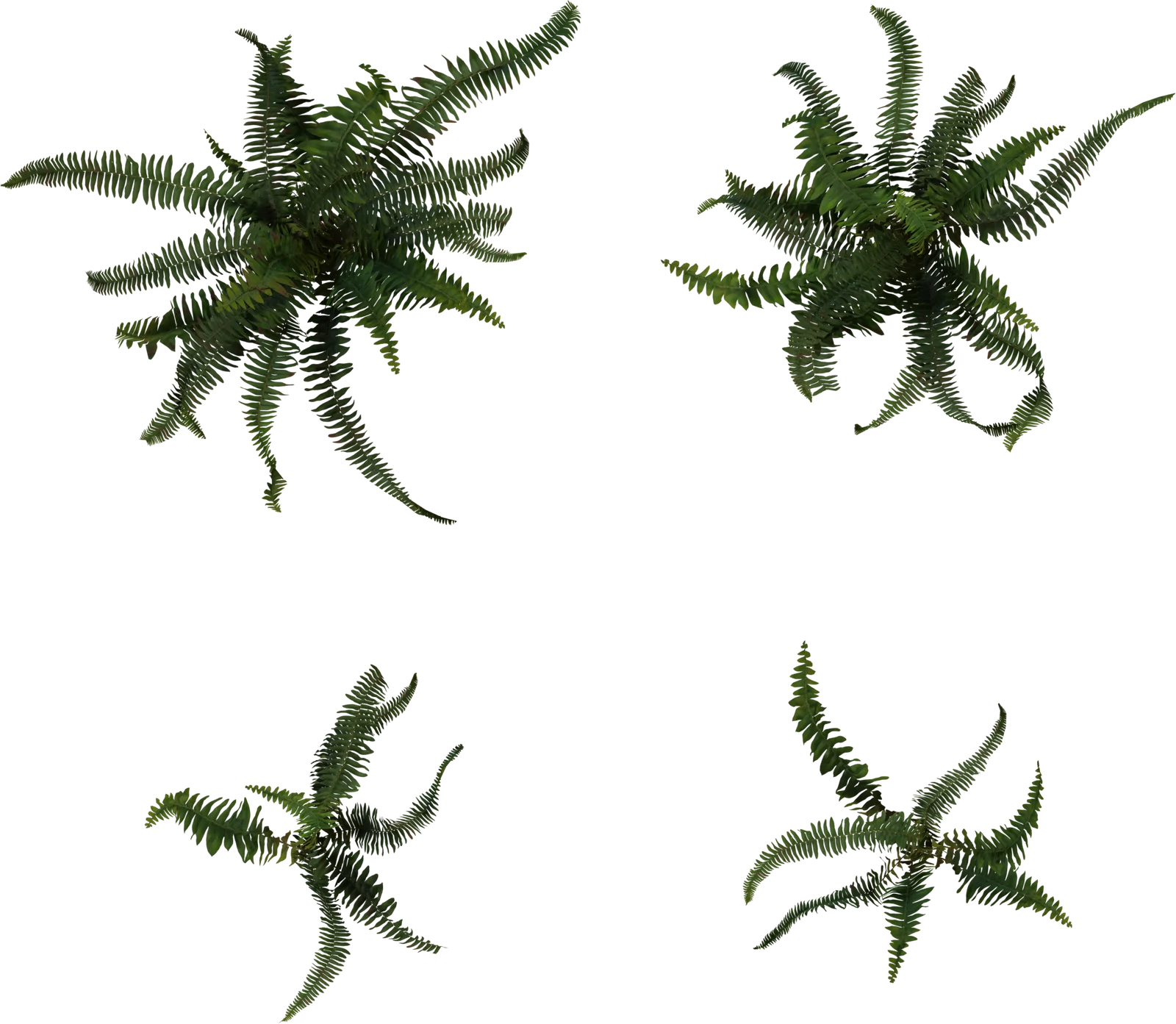 Realistic Fern Plant Pack 4K, 3D model preview 4