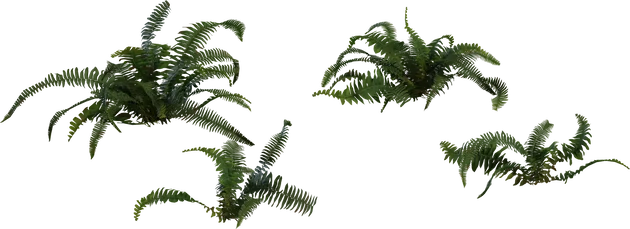Realistic Fern Plant Pack 4K, 3D model preview 5