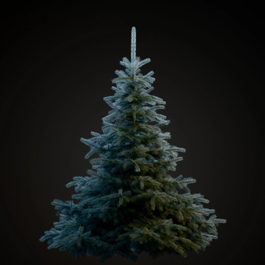 Koster Blue Spruce
