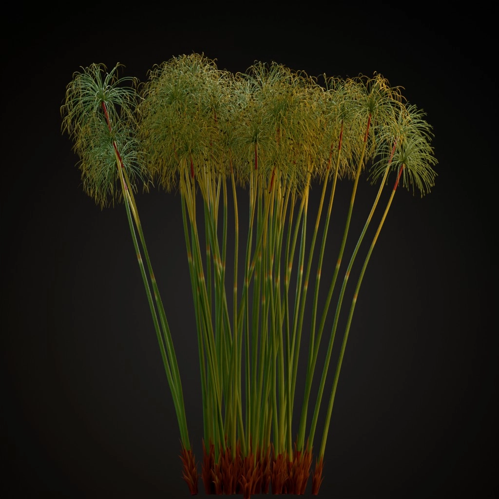 Papyrus