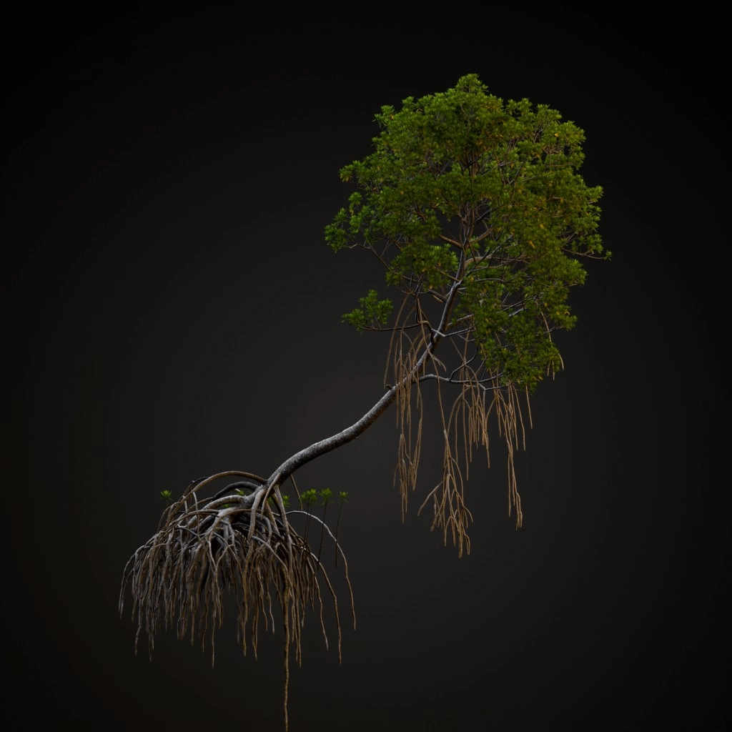 Mangrove
